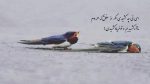 دانلود آهنگ دختر دهاتی نازتو بنازم